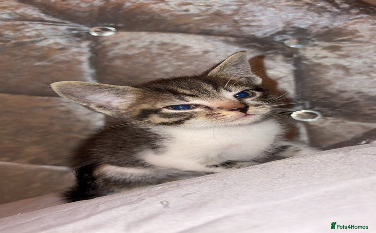 Mixed Breed cats for sale - Advert 1
