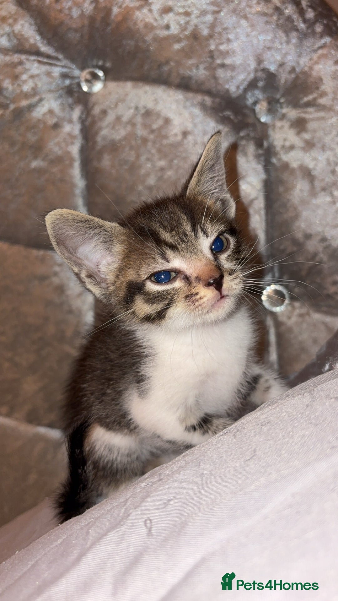 Mixed Breed cats for sale: Female kitten  - Image 1