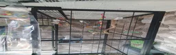 Parakeets birds for sale: Mixed indoor aviary closing in Preston - Advert 2