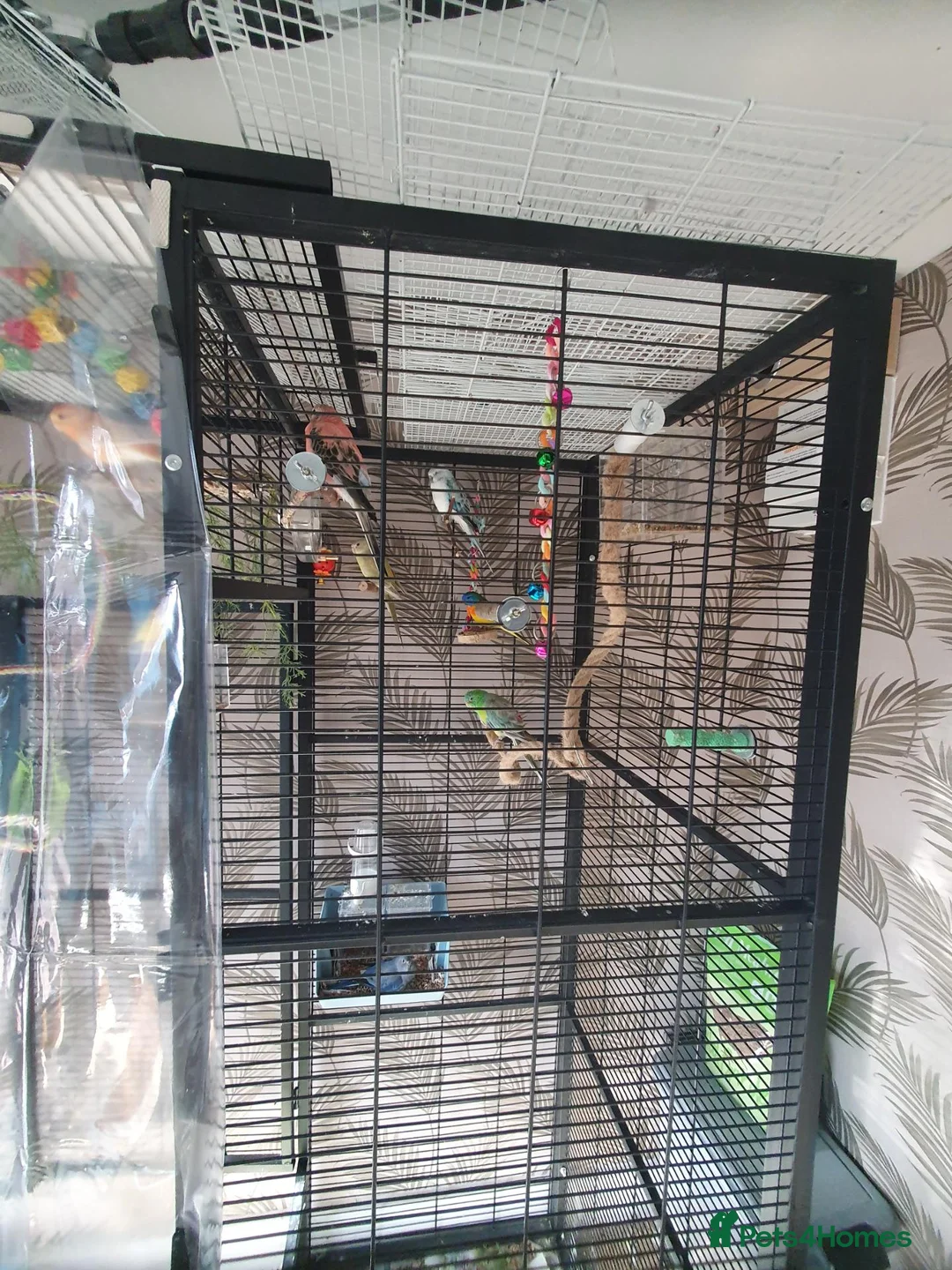 Parakeets birds for sale: Mixed indoor aviary closing in Preston - Advert 2