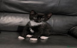 Domestic Shorthair cats for sale: Kittens ready now  - Image 8