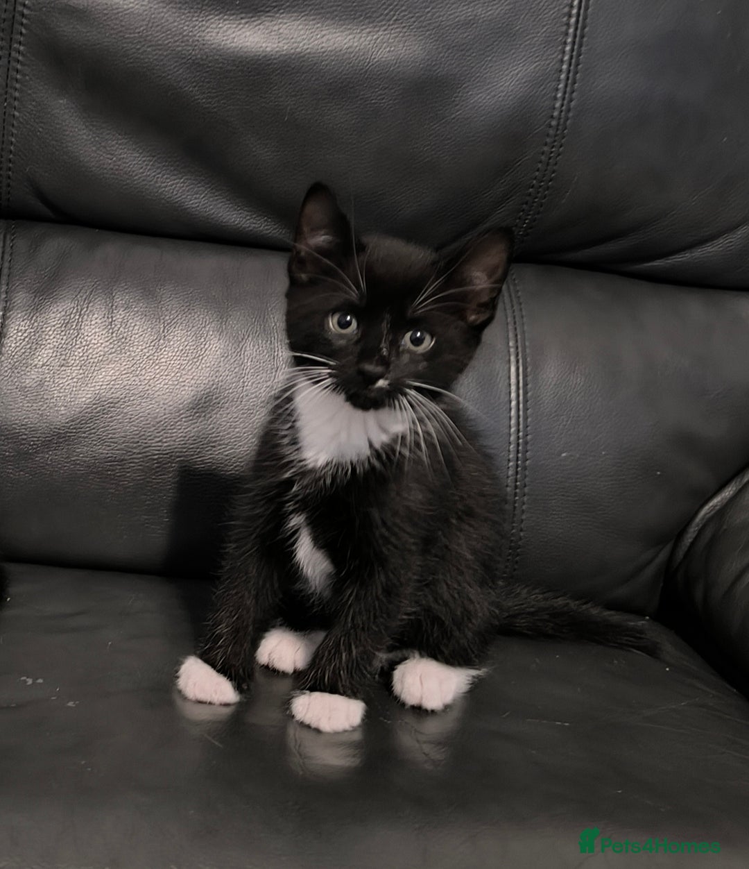 Domestic Shorthair cats for sale: Kittens ready now  - Image 8