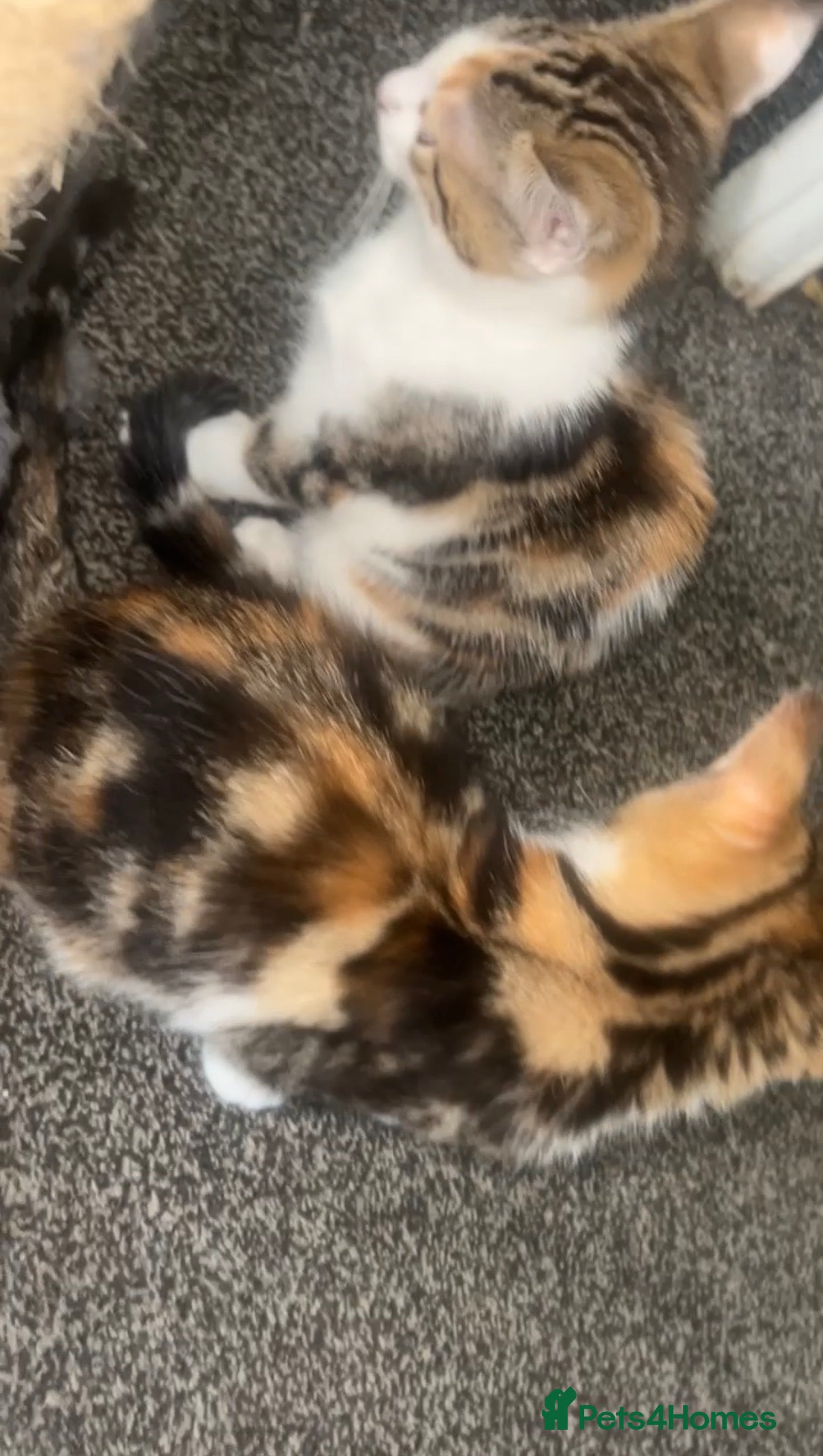 Mixed Breed cats female kittens - Advert 2
