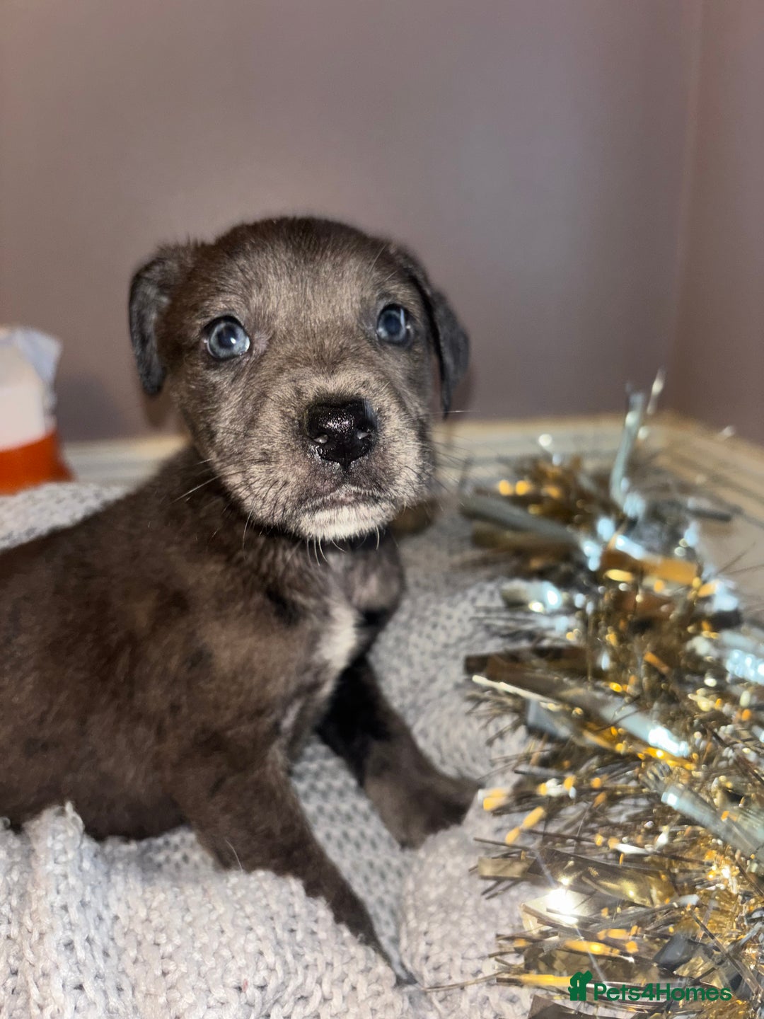 Mixed Breed dogs for sale: Husky X American Mastiff - Advert 10