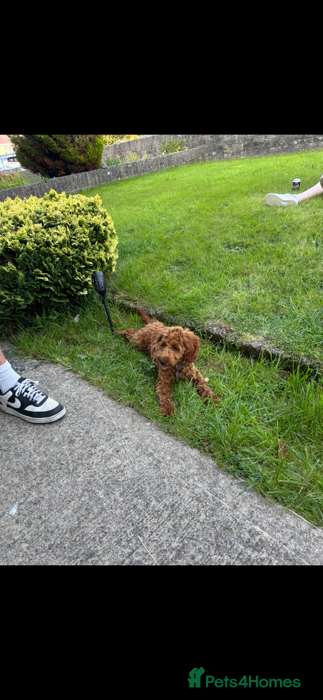 Cockapoo dogs for sale: Myla  - Advert 1