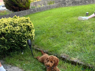 Cockapoo dogs Myla - Advert 1