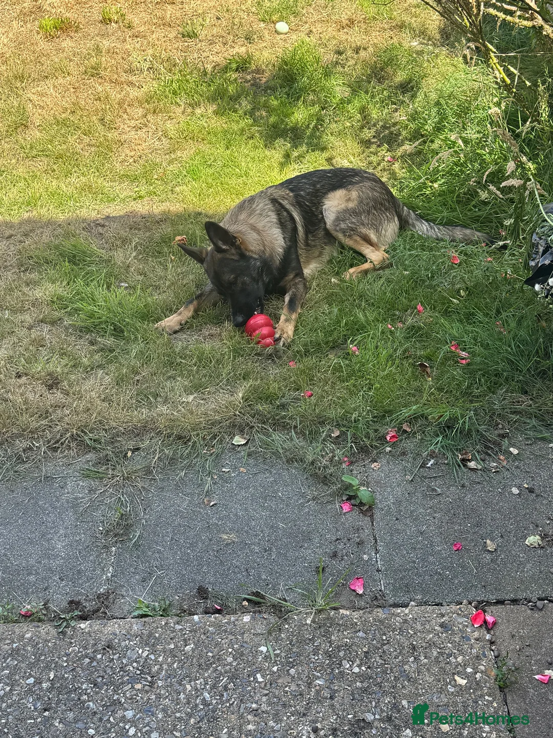 German Shepherd dogs for sale: Maverick in Bury Saint Edmunds - Advert 5