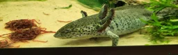 Axolotl reptiles for sale: Axolotls - 2 males and full tank set up in Kilmarnock - Advert 14