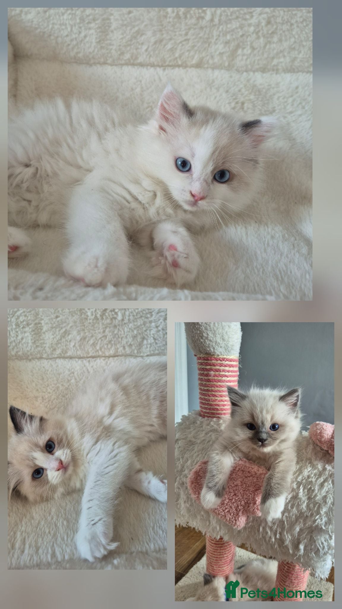 Ragdoll cats Ragdoll Kittens TICA Registered - Advert 16