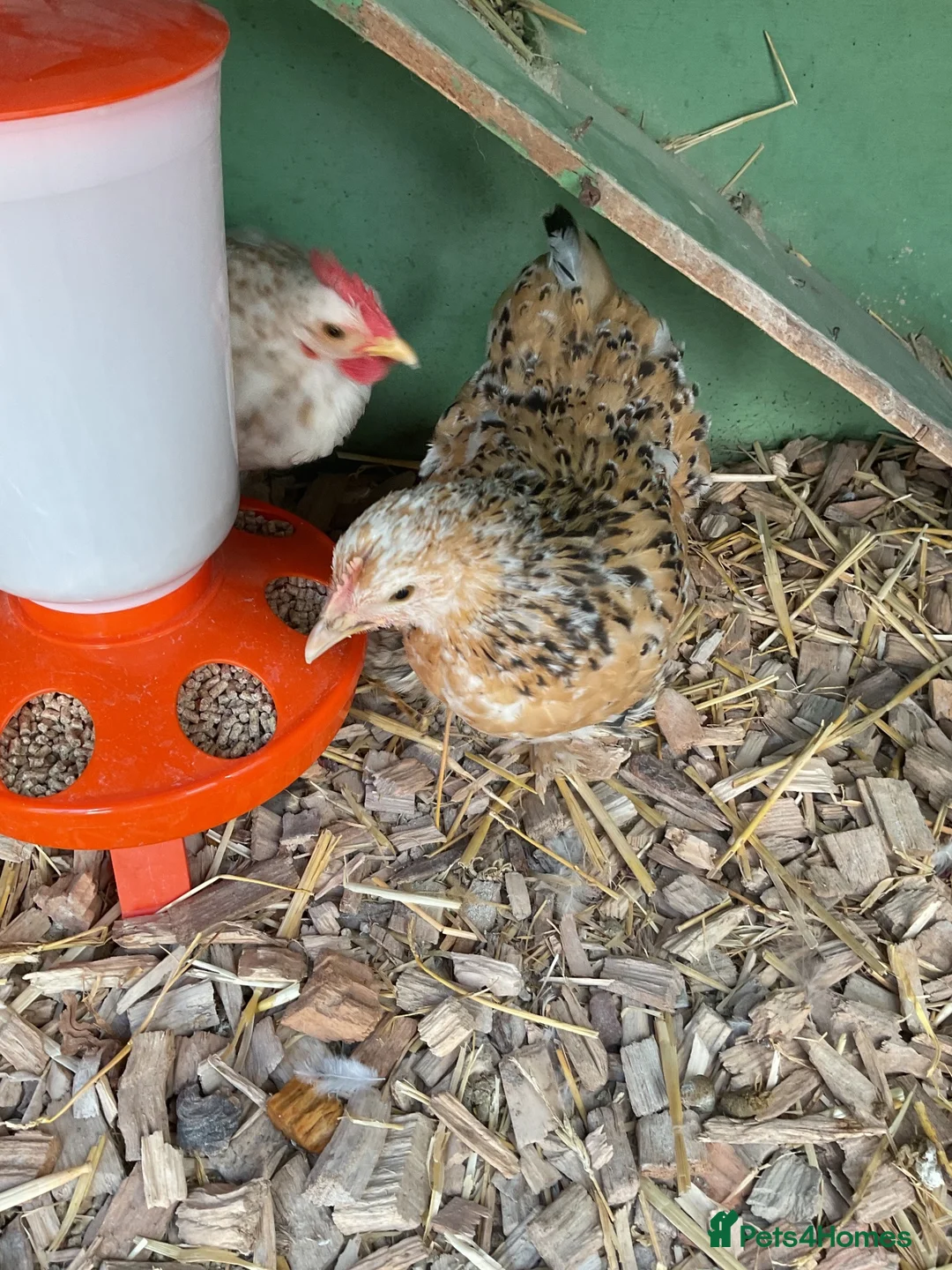 Chickens poultry for sale: PEKIN PAIR X 2 in Blackpool - Advert 2