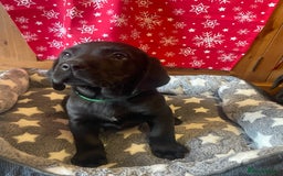 Springador dogs for sale: Beautiful Springador Puppies  - Advert 11