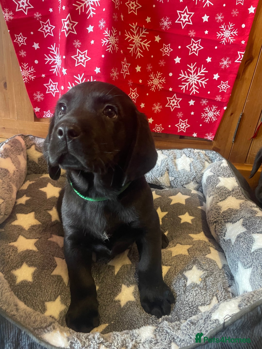 Springador dogs for sale: Beautiful Springador Puppies  - Advert 11