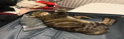 Scottish Fold cats for sale: Scottish fold female  - Advert 4