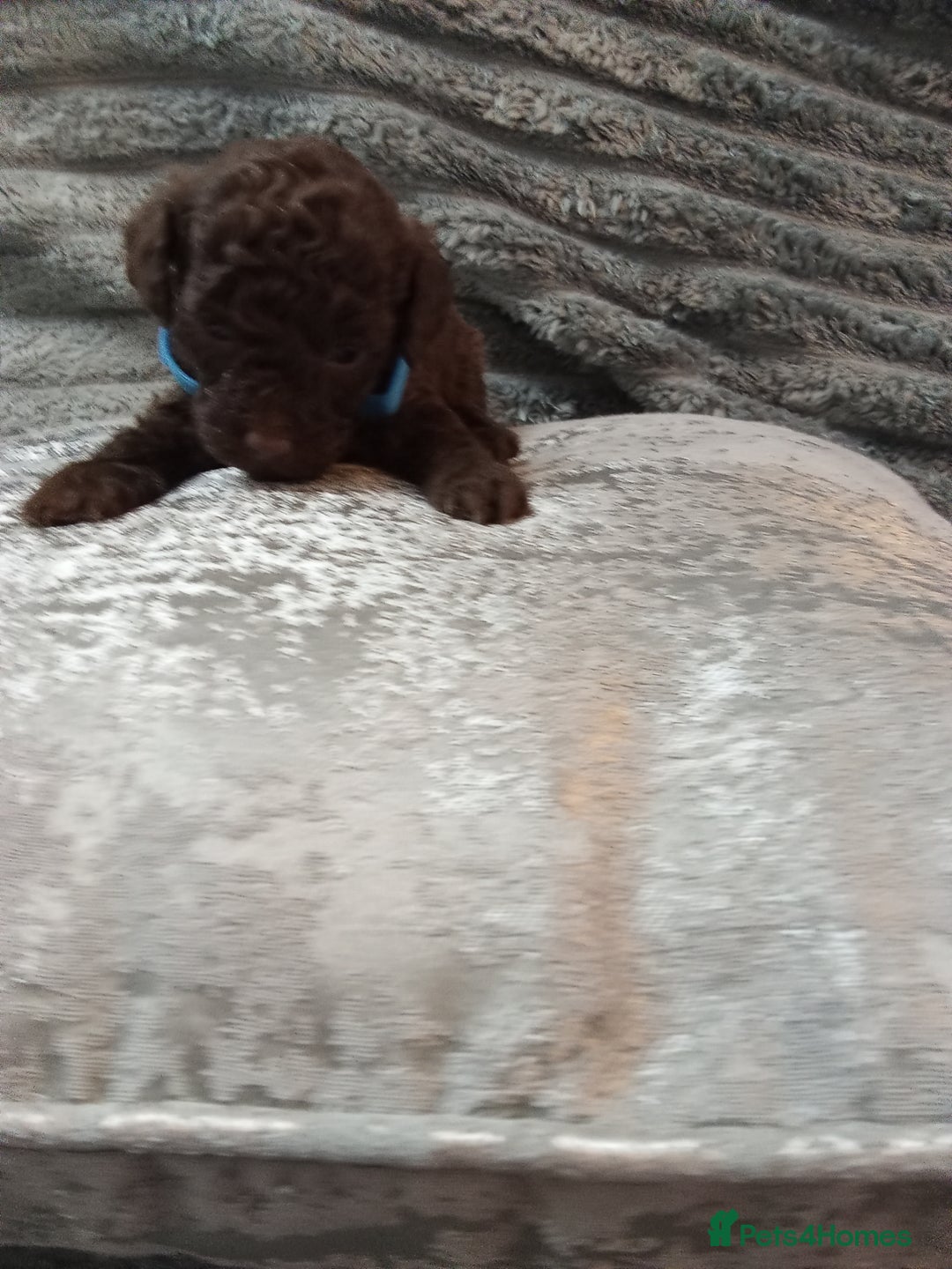 Jackapoo dogs for sale: Beautiful Jackapoos puppies - Advert 29