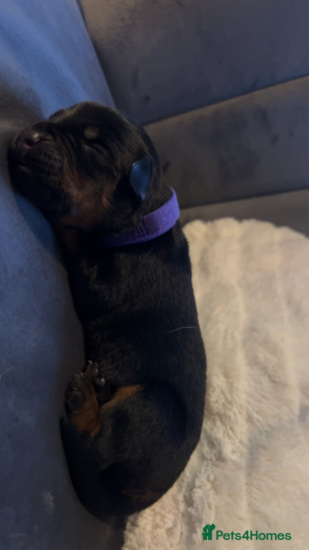Rottweiler dogs for sale: 9 purebred Rottweiler puppies for sale - Advert 13