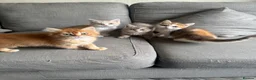 Mixed Breed cats for sale: Last female Exception F1 kittens ready now  - Advert 4