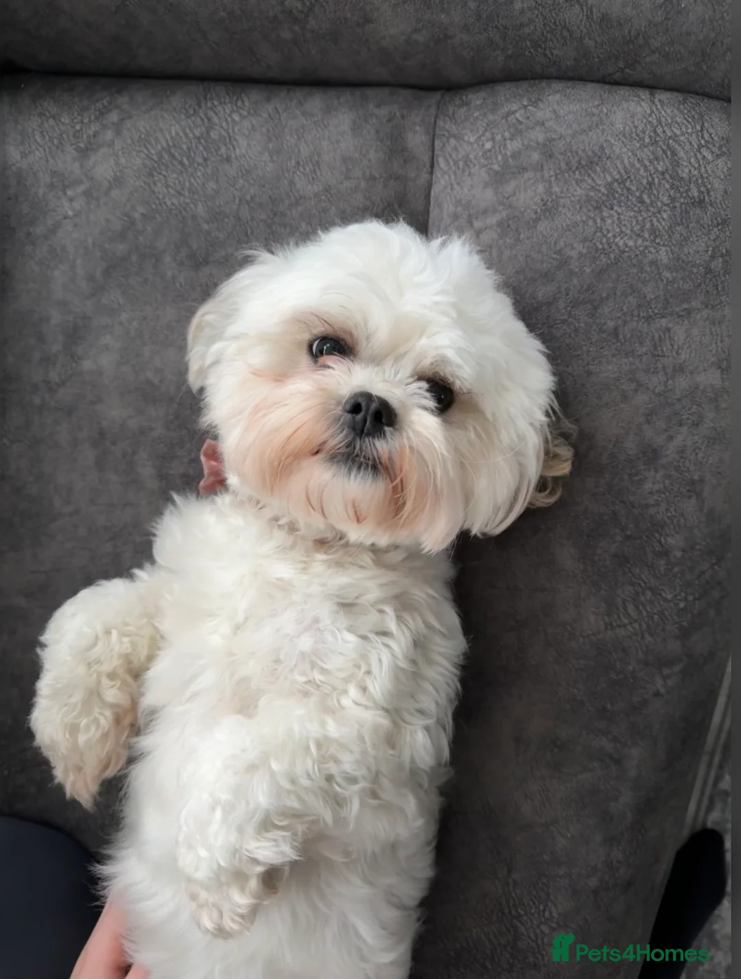 Maltipoo dogs for sale: Maltipoos due 15/3/26 waiting list  in Prescot - Advert 1