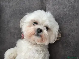 Maltipoo dogs Maltipoos due 15/3/26 waiting list - Advert 2