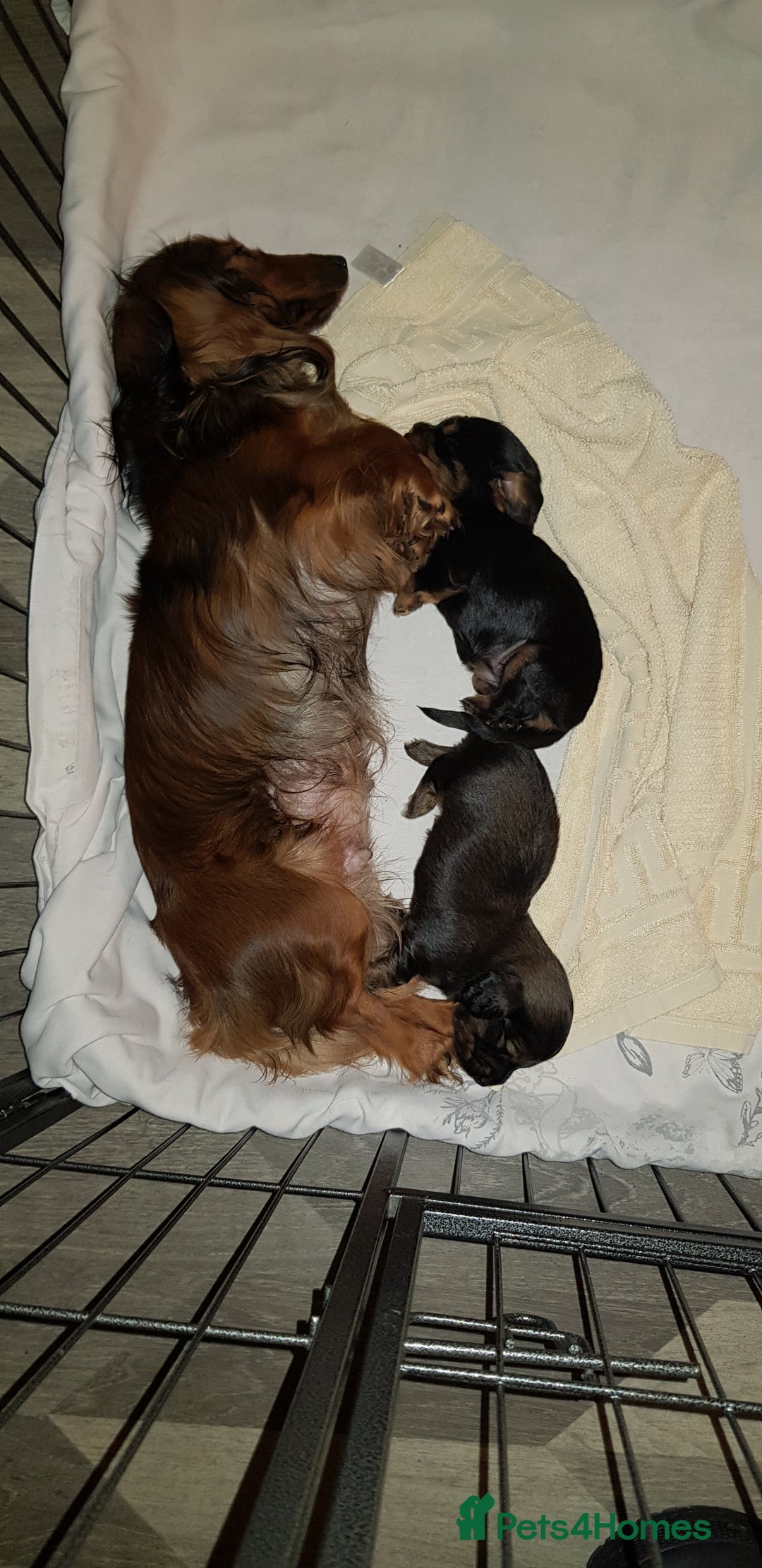 Miniature Dachshund dogs for sale: Miniature longhaired Dashchounds  - Image 2