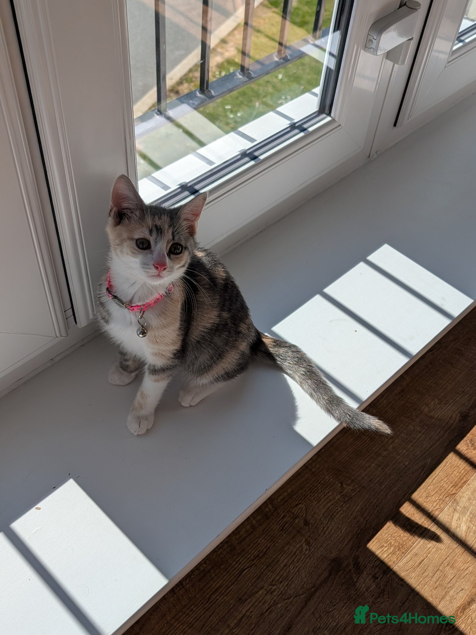 Mixed Breed cats Kitten for sale  - Advert 1