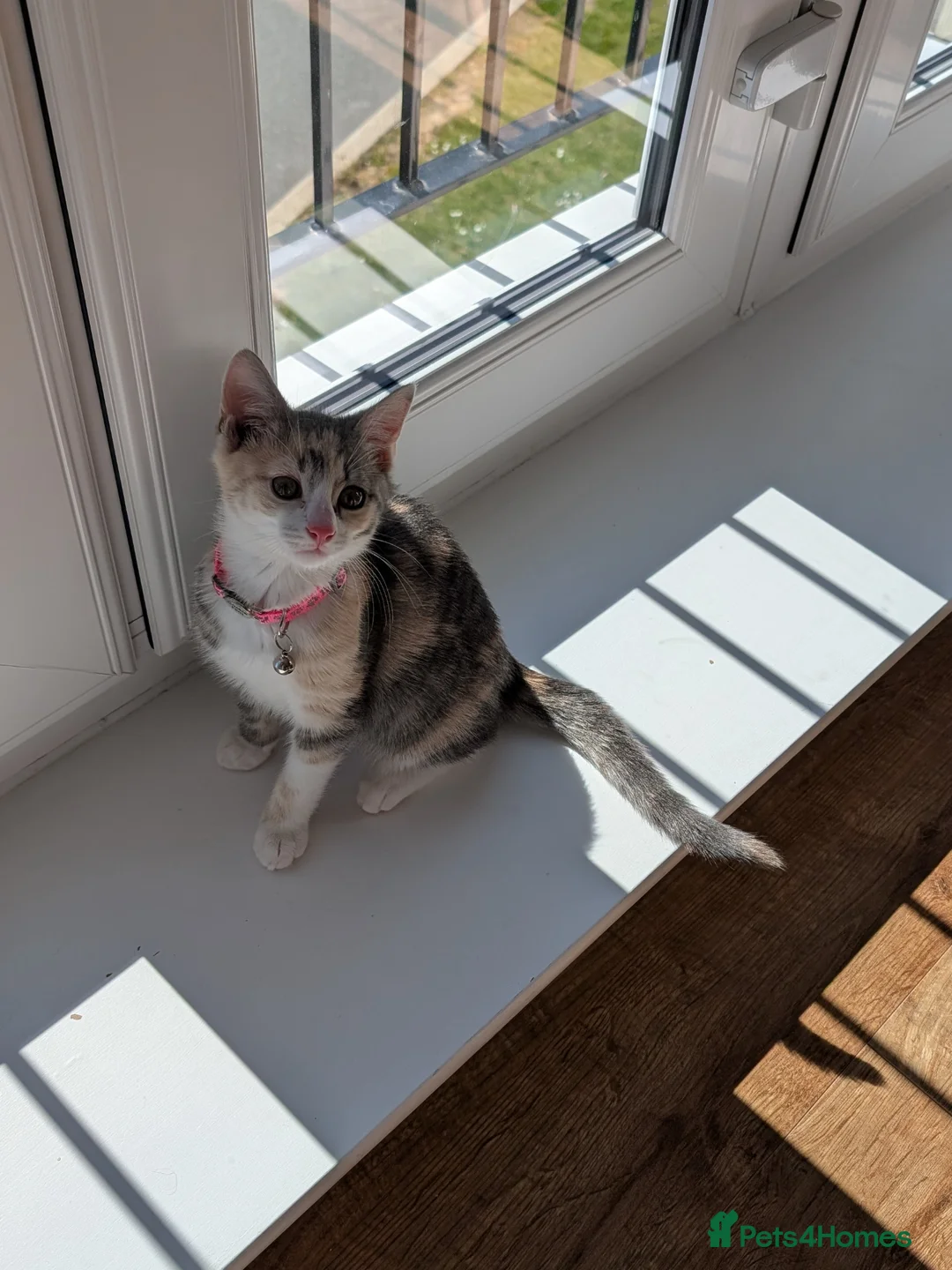 Mixed Breed cats for sale: Kitten for sale  in Chelmsford - Advert 1