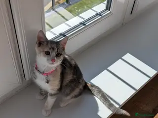 Mixed Breed cats Kitten for sale - Advert 1