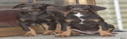Dobermann dogs for sale: Unique hybrid dobermann pups - Advert 5