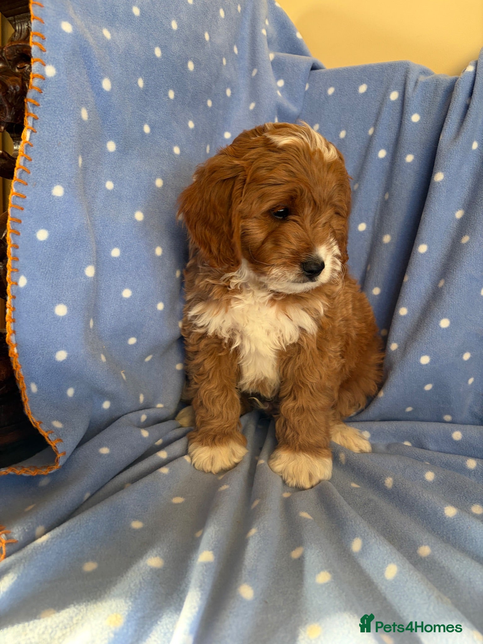 Cavapoo dogs FULLY HEALTH TESTED RED AND GOLD F1B TOY CAVAPOOS - Advert 2
