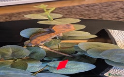 Gecko reptiles for sale: Crested Geckos in Liverpool - Image 4