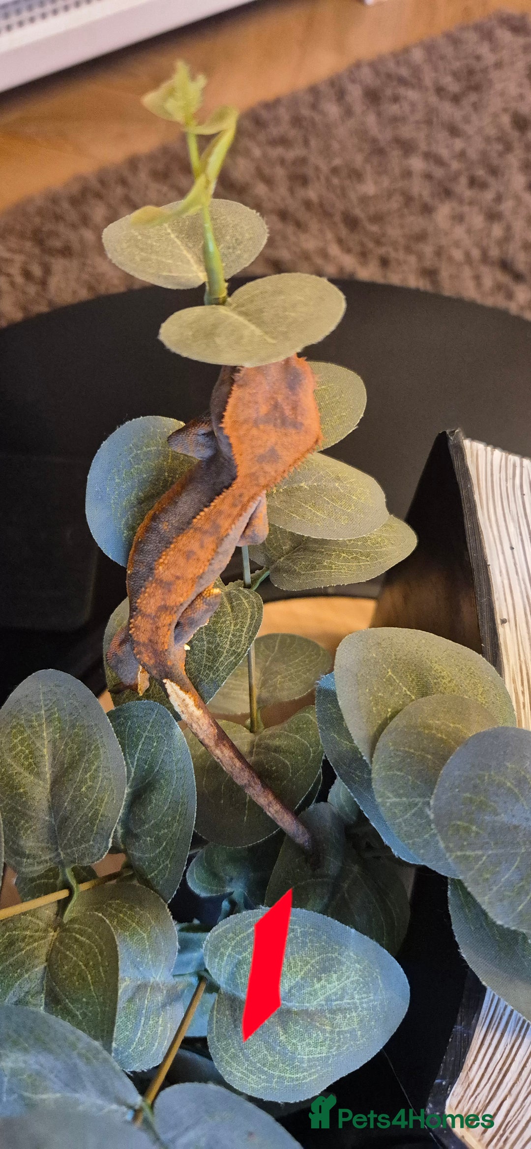 Gecko reptiles for sale: Crested Geckos in Liverpool - Image 4