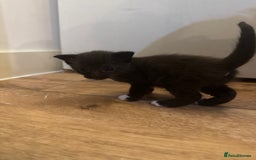Mixed Breed cats for sale: 4 beautiful mixed breed kittens  - Image 10