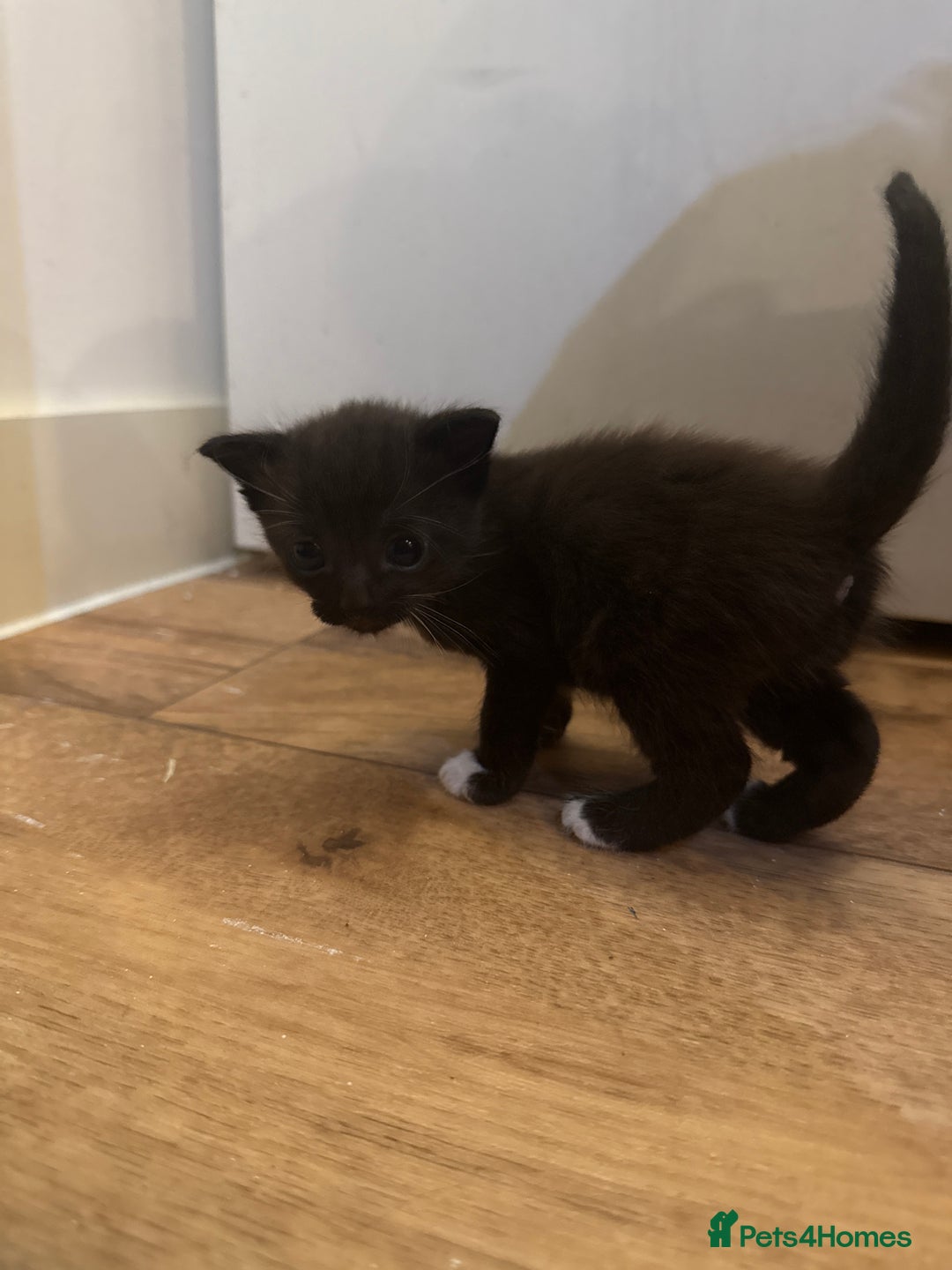 Mixed Breed cats for sale: 4 beautiful mixed breed kittens  - Image 10