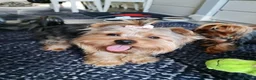 Yorkshire Terrier dogs for sale: 💕Yorkshire Terrier puppies.💕 - Advert 8