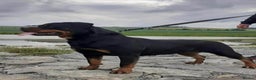Rottweiler dogs for sale: 🥰 Beautiful Rottweiler Puppies 🐶  - Advert 5