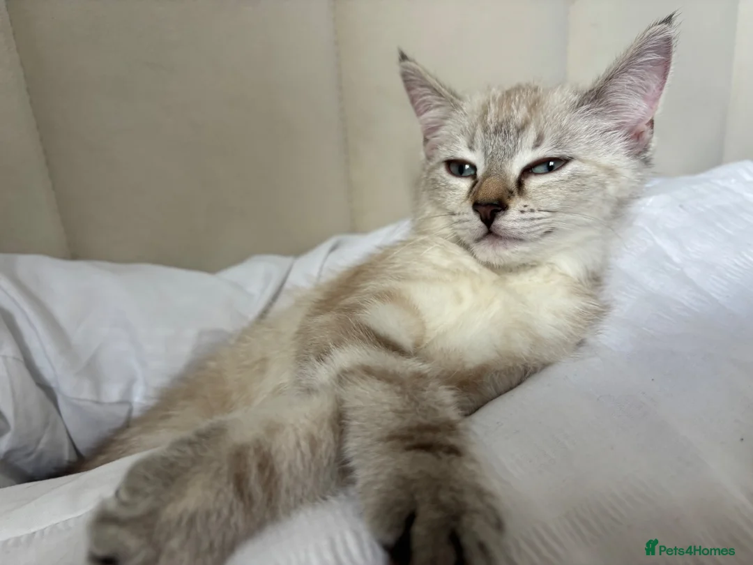 Mixed Breed cats for sale: 🐾Gorgeous Kittens Looking for Forever Homes 🐾 in Melksham - Advert 1