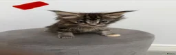 Maine Coon cats for sale: Ready now 😻 - Advert 11