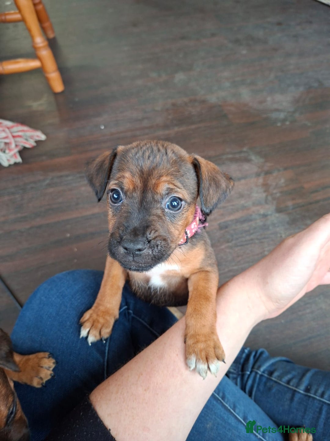 Patterdale Terrier dogs for sale: Patterdale Puppies  - Image 5