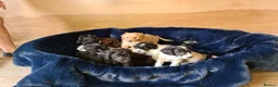 Labradoodle dogs for sale: Beautiful Miniature Labradoodle Puppies for Sale - Advert 4