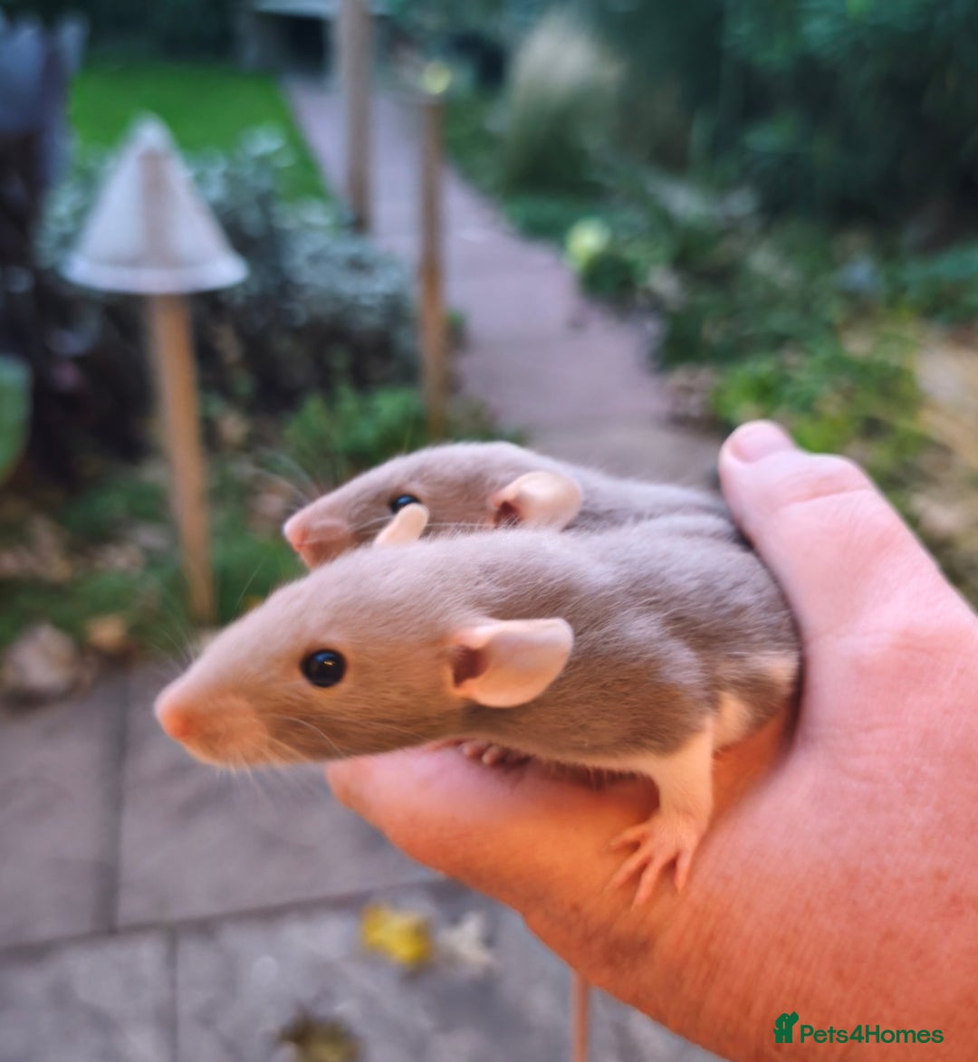 Rat rodents for sale: Beautiful male Dumbo rats - Image 4