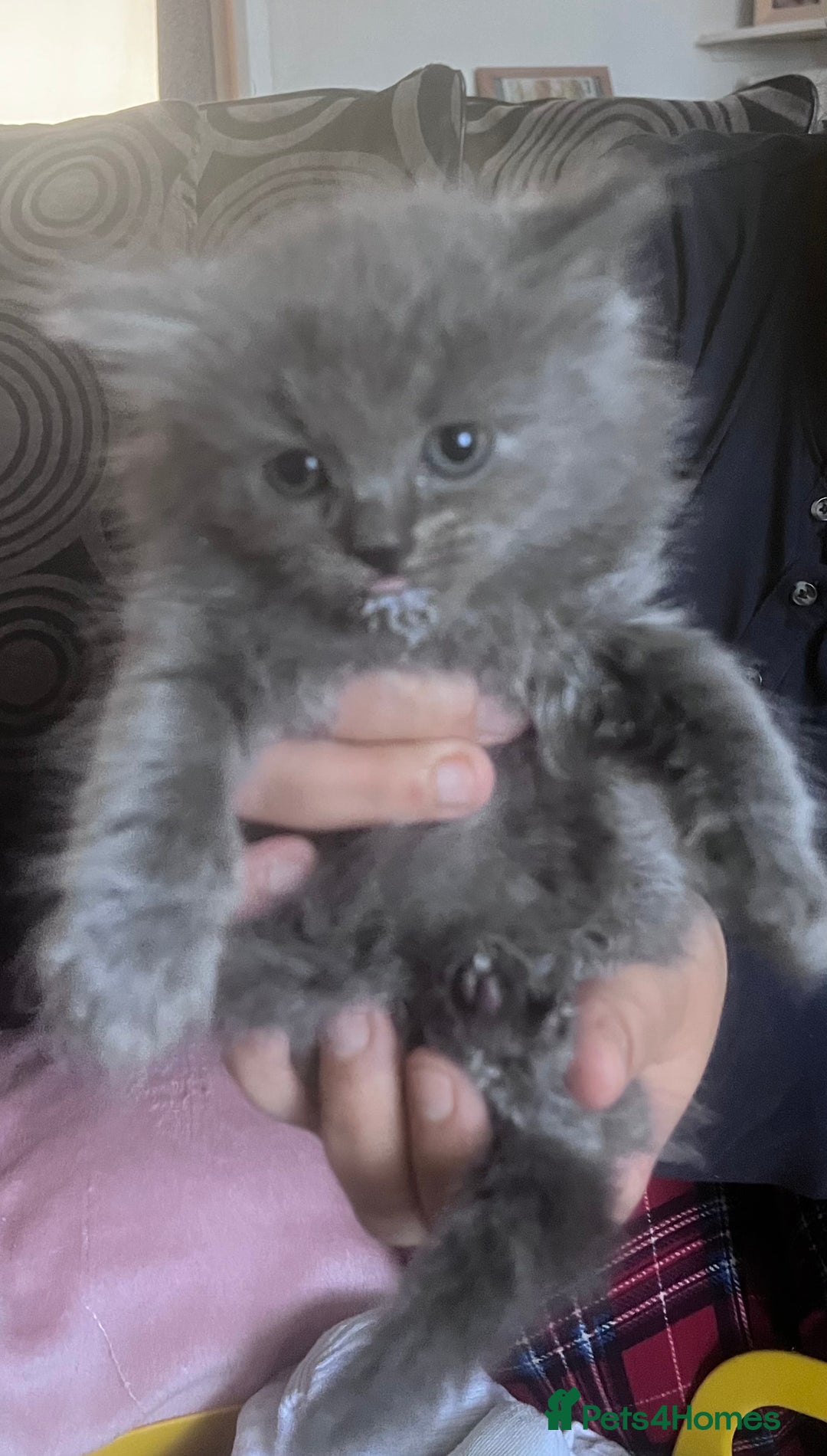 British Longhair cats for sale: 4 beautiful kittens  - Advert 2