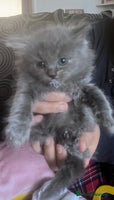 British Longhair cats 4 beautiful kittens - Advert 10