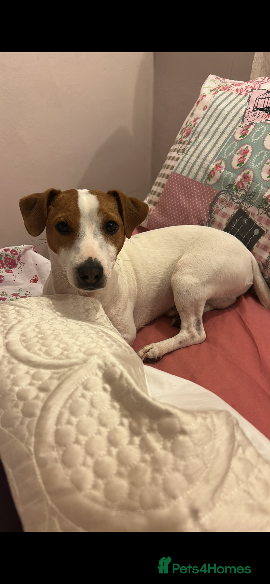Jack Russell dogs **stunning** pure Jack Russell terrier  - Advert 4