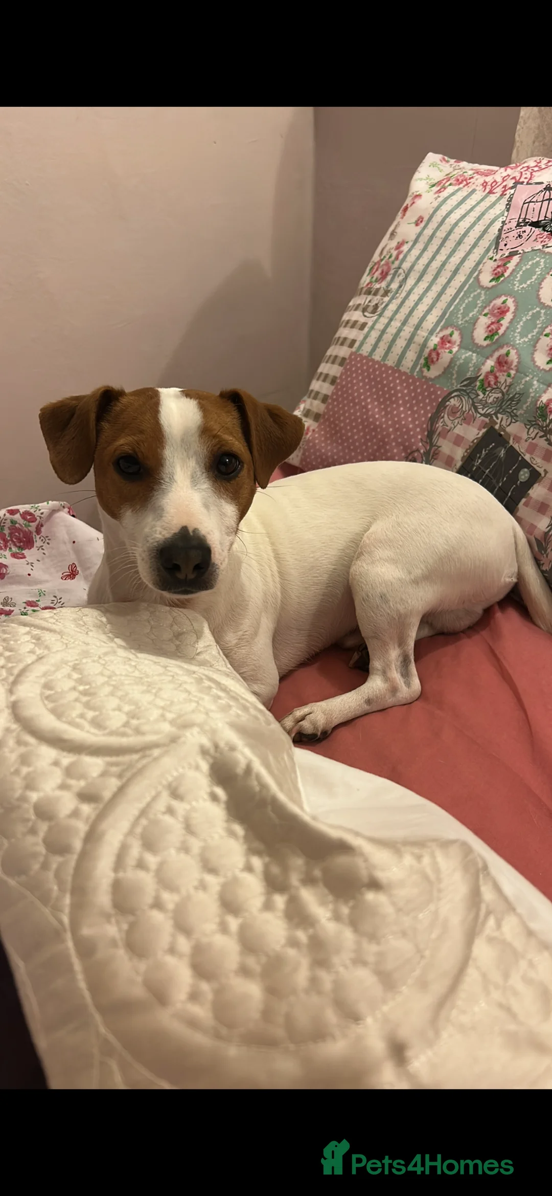 Jack Russell dogs for stud: **stunning** pure Jack Russell terrier  - Advert 1