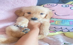 Golden Retriever dogs for sale: Beautiful KC golden pups ready to leave 🥰🥰🏡 - Image 4