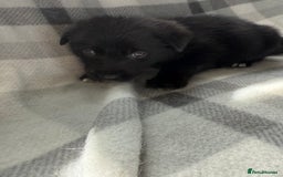 Mixed Breed dogs for sale: 10 RARE hybrid huskypoo’s!!! - Image 18