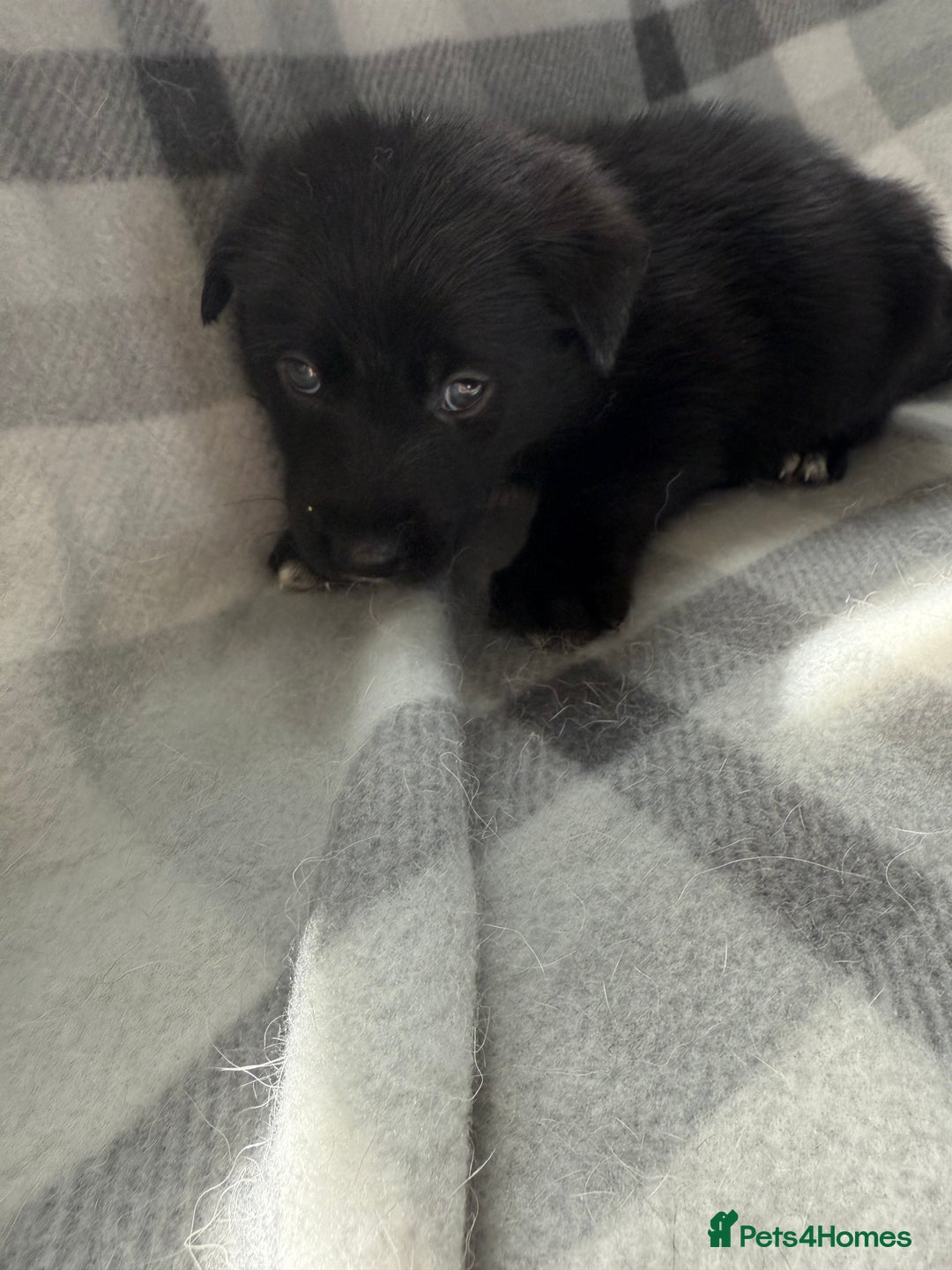 Mixed Breed dogs for sale: 10 RARE hybrid huskypoo’s!!! - Image 18