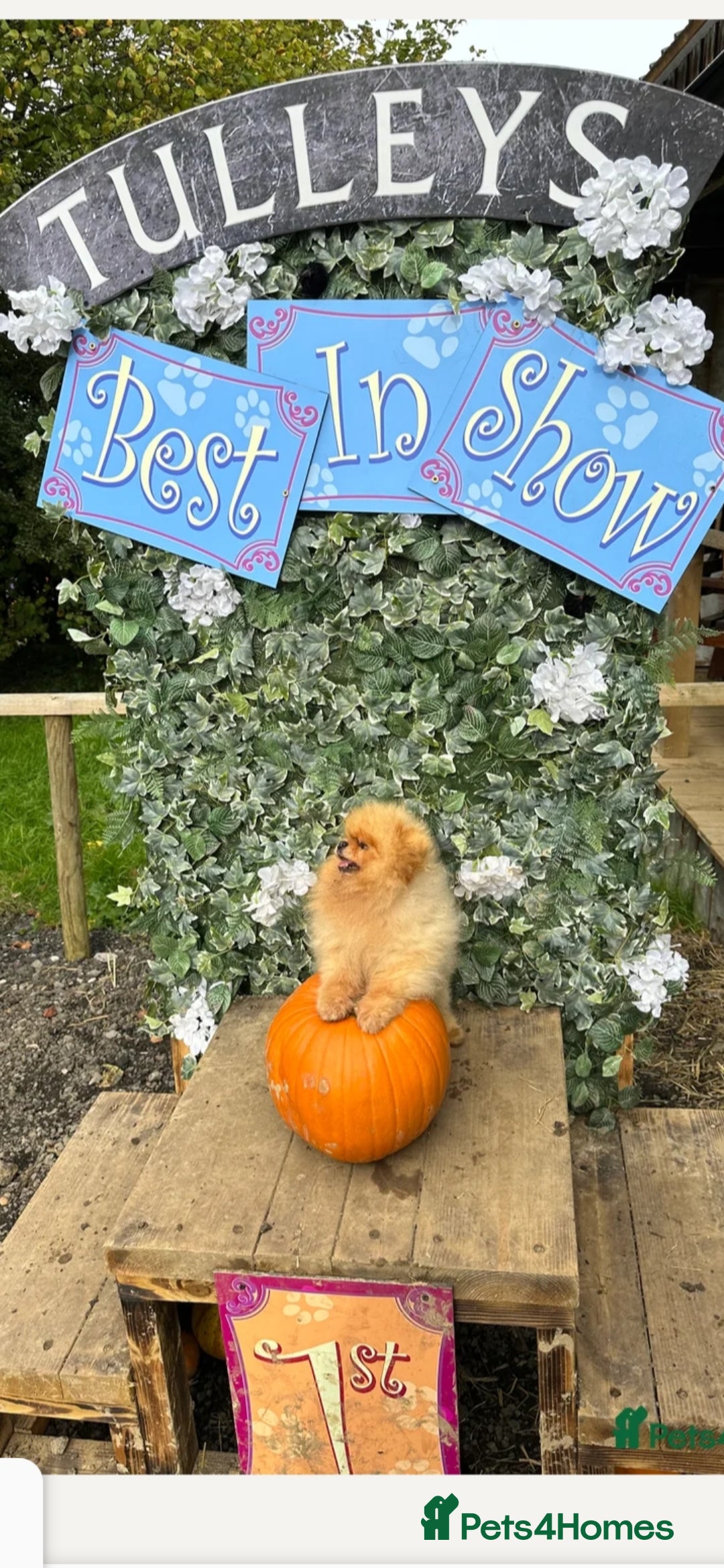 Pomeranian dogs for sale: Adorable KC Reg Pomeranian Pup– Orange Sable Boy - Image 7