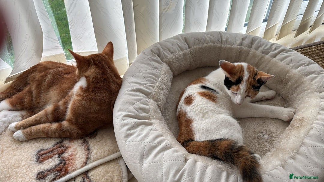 Domestic Shorthair cats for sale: Simba & Nola - Advert 3