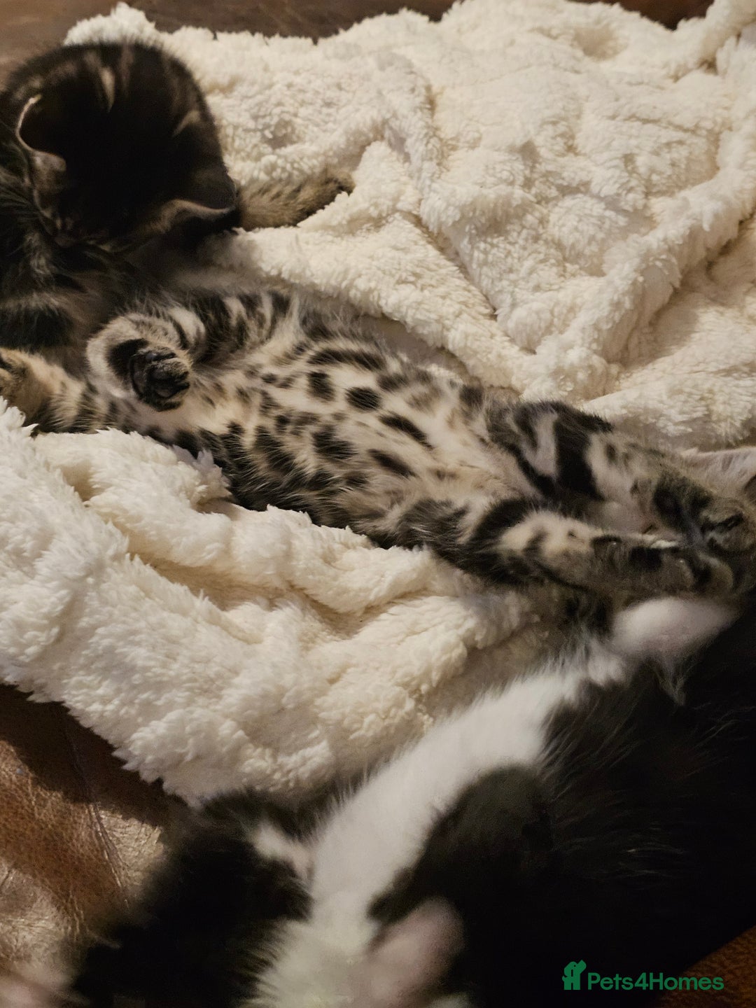Mixed Breed cats for sale: Friendly Kittens. - Image 7