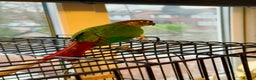 Conures birds for sale: Green Cheeked Conure  - Advert 3